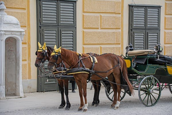 Understanding sivep calais: your guide to horse transport regulations