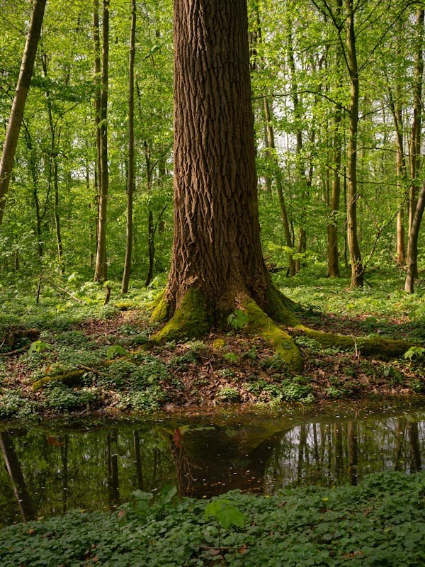 Essential tree surgeon qualifications: your path to success